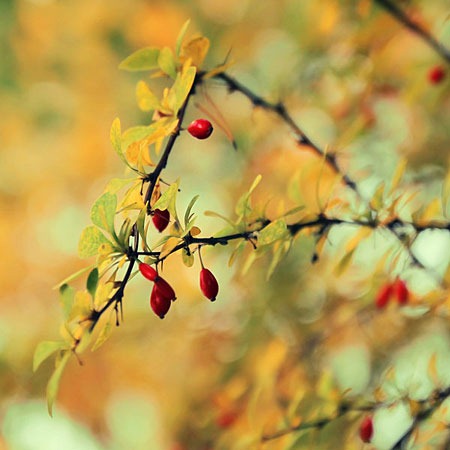 autumn_jewelries_by_pawelmatys-d5hw8vo