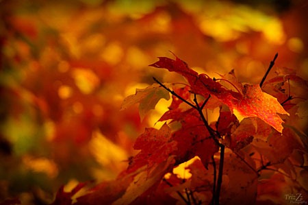 autumn_by_trizzz01-d5hm07q